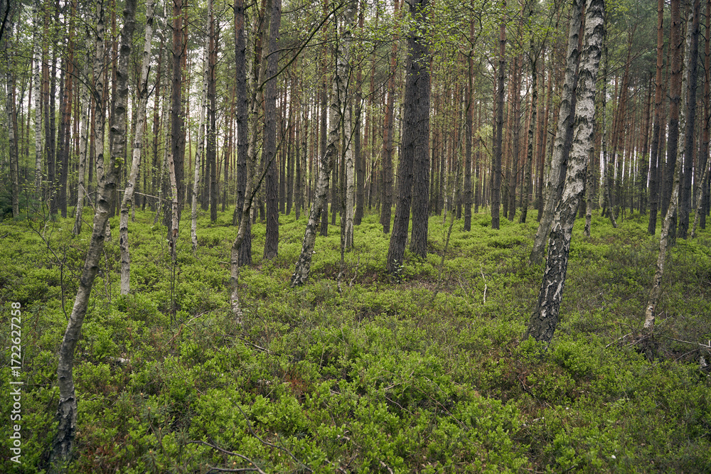 Obraz premium trees in the forest