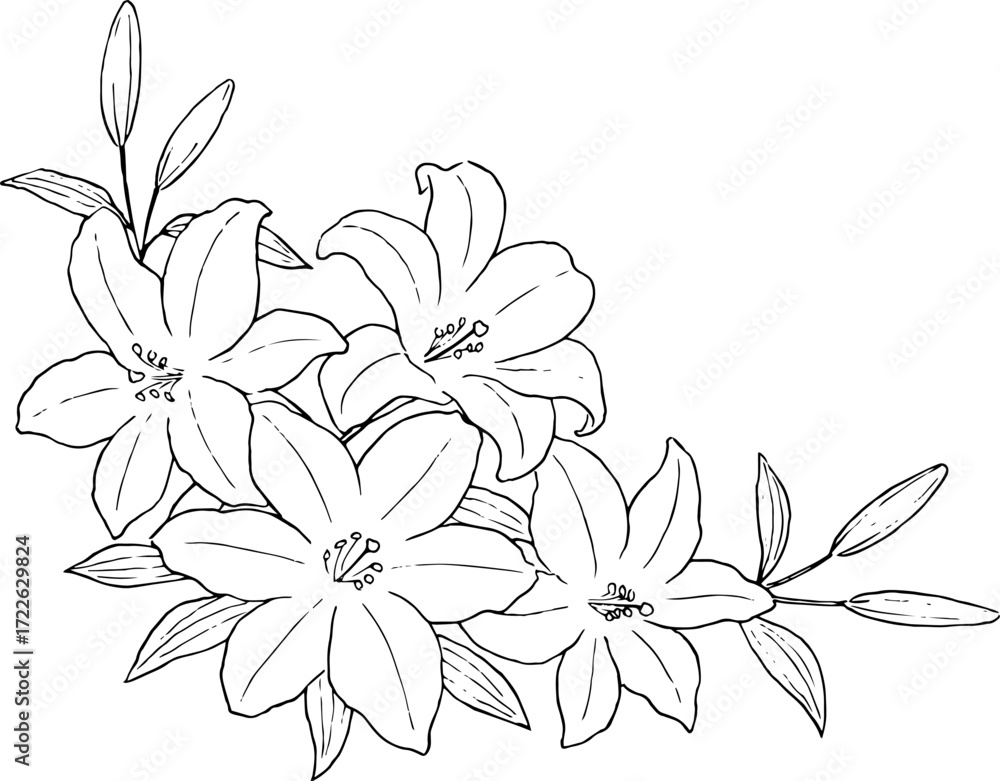Fototapeta premium ユリの花の飾り 線画イラスト
