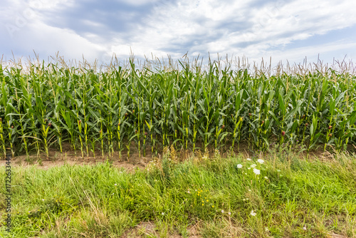 Fototapeta Champ de maïs en Alsace