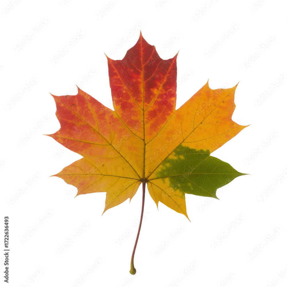 Obraz premium Single vibrant red yellow and green maple leaf on a transparent background autumn fall