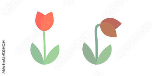 Healthy and dying dead tulip flower. Nature, plant, growth, blossom, care concepts. Flat decorative vector design isolated illustration.