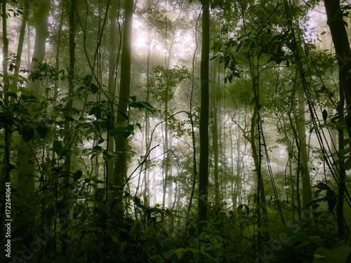 Fogy Tree Canopy on highland floor of the Meratus mountains, Tropical Forest of Borneo, Indonesia.