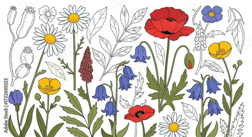 Vibrant and detailed botanical illustration of various wildflowers and plants.