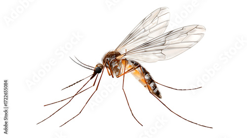 dragonfly on white background