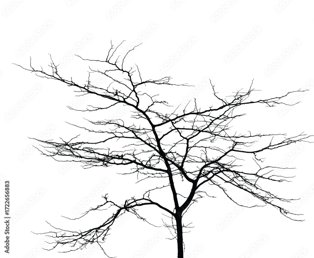 Fototapeta premium Silhouette of bare tree with branches isolated on white. Black and white vector illustration 