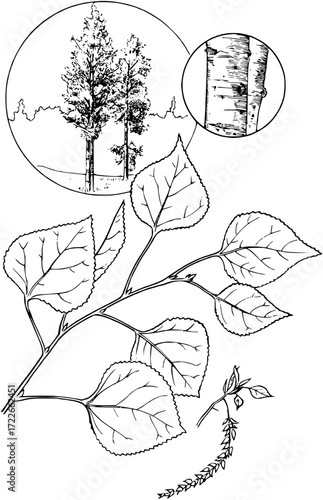 Detailed botanical illustration showcasing aspen tree leaves and trunk texture with distant forest landscape