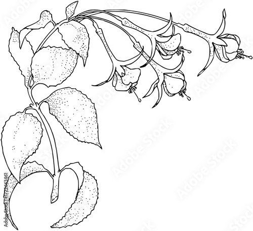 Elegant fuchsia blossom branch with delicate hanging flowers and textured leaves, perfect for botanical art and design projects