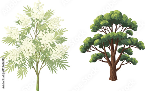 Tree illustration, botanical contrast, mimosa leaves, acacia flowers, geometric foliage, nature diversity, stylized trees, flora art, green vegetation, plant design