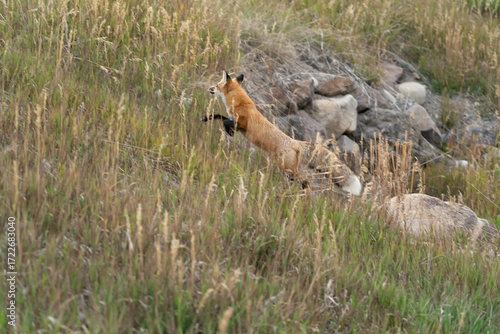 Fox running in the field