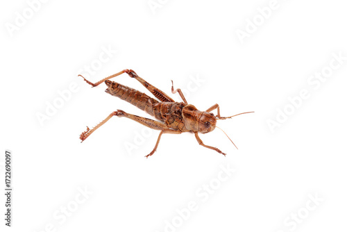 Fresh Brown Grasshopper Locust Isolated White Background Shandong Fried Cuisine Ingredient Insect Food