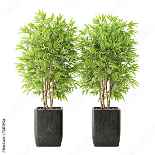 Pair of outdoor bamboo plants in tall rectangular black metal planters, thin green stalks with narrow leaves, isolated transparent background