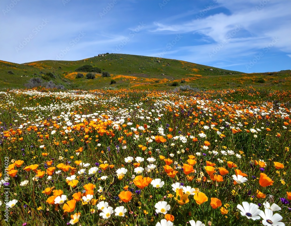 Fototapeta premium Vibrant wildflower meadow under a clear sky