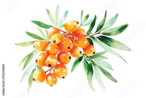 watercolor buckthorn berry branch with green leaves illustration hand drawn sea-buckthorn berries clip art