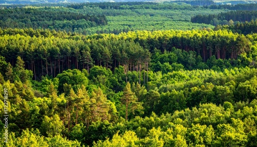 Vivid forest canopy view, a lush, expansive green panorama with diverse trees and varying sunlight, showcasing a natural, thriving ecosystem