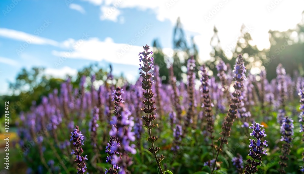 Naklejka premium Beautiful Purple Flowers in Garden.