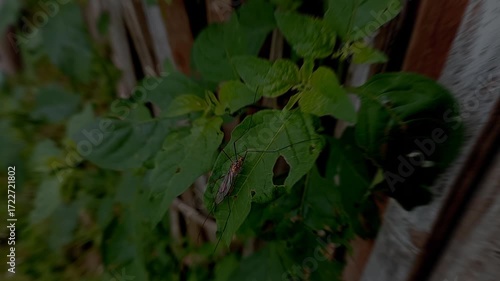 Water strider on a leaf macro videos