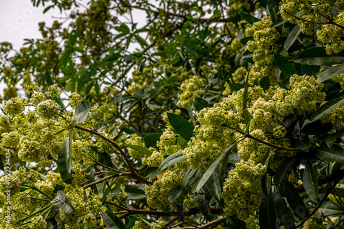 Natural Landscape Of Singapore Botanic Gardens. It is The First UNESCO Site Of Singapore