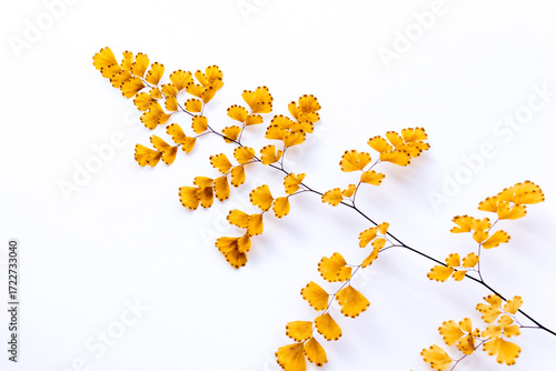 Withered adiantum leaves and white background