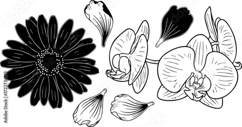 Elegant orchid blossoms and a bold gerbera flower with delicate falling petals create a stunning botanical art collection