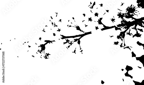 Elegant black silhouette of blooming cherry blossom branches against a clean white backdrop, evoking springtime beauty and natural grace.