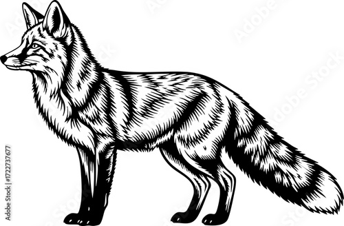 Majestic fox stands alert, its detailed fur texture and keen gaze conveying wild grace and natural elegance for captivating designs.