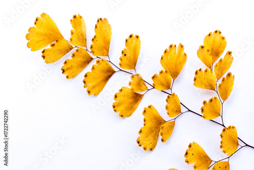 Withered adiantum leaves and white background