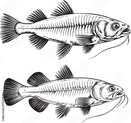 Vintage Fish engraving outline vector art illustration design, Fish silhouette, hand drawn, line art fish design