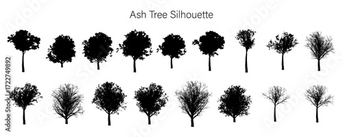 Collection of ash tree silhouettes in varying stages of foliage and branch density on white background