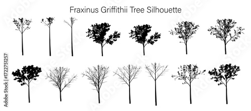 Silhouette arrangement of fraxinus griffithii trees showing varying levels of foliage and branch density