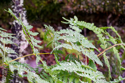 Bat's wing fern (histiopteris incisa) after the rain, Cradle Mountain - Lake St Clair National Park, Tasmania, Australia