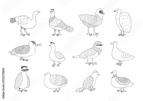 鳥の手描きイラストセット
