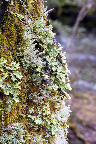 Fungus, lichen and moss on tree trunk, Cradle Mountain - Lake St Clair National Park, Tasmania, Australia