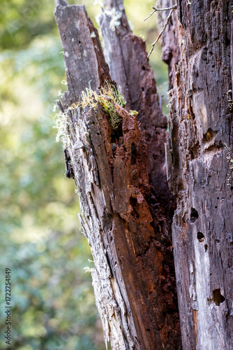 Fungi colonising a rotting tree trunk, Cradle Mountain - Lake St Clair National Park, Tasmania, Australia