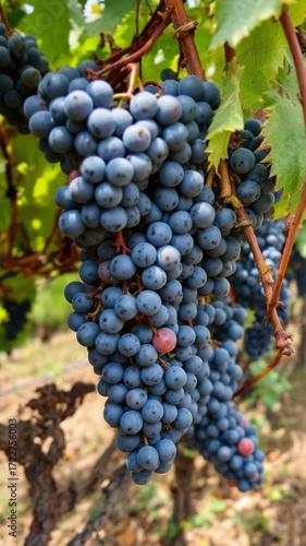 Blue grapes vineyard cluster