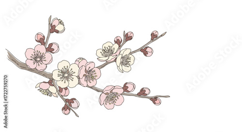 Delicate branch of pink and white plum blossoms with unopened buds, ideal for spring-themed designs, wedding invitations, and elegant stationery projects