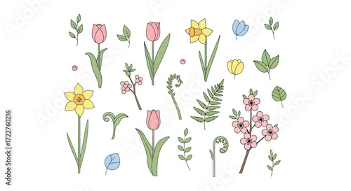 A delicate collection of spring flowers and plants featuring tulips, daffodils, cherry blossoms, and ferns for botanical designs and springtime decorations