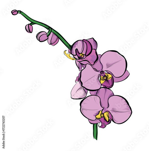 Pink phalaenopsis orchid flower detailed vector illustration