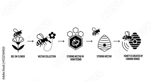 Illustration depicting the process of honey creation, starting with a bee on a flower, nectar collection, storage in honeycomb, and honey creation by fanning wings.