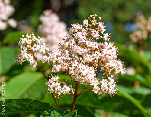 Close-up of flowering shrub