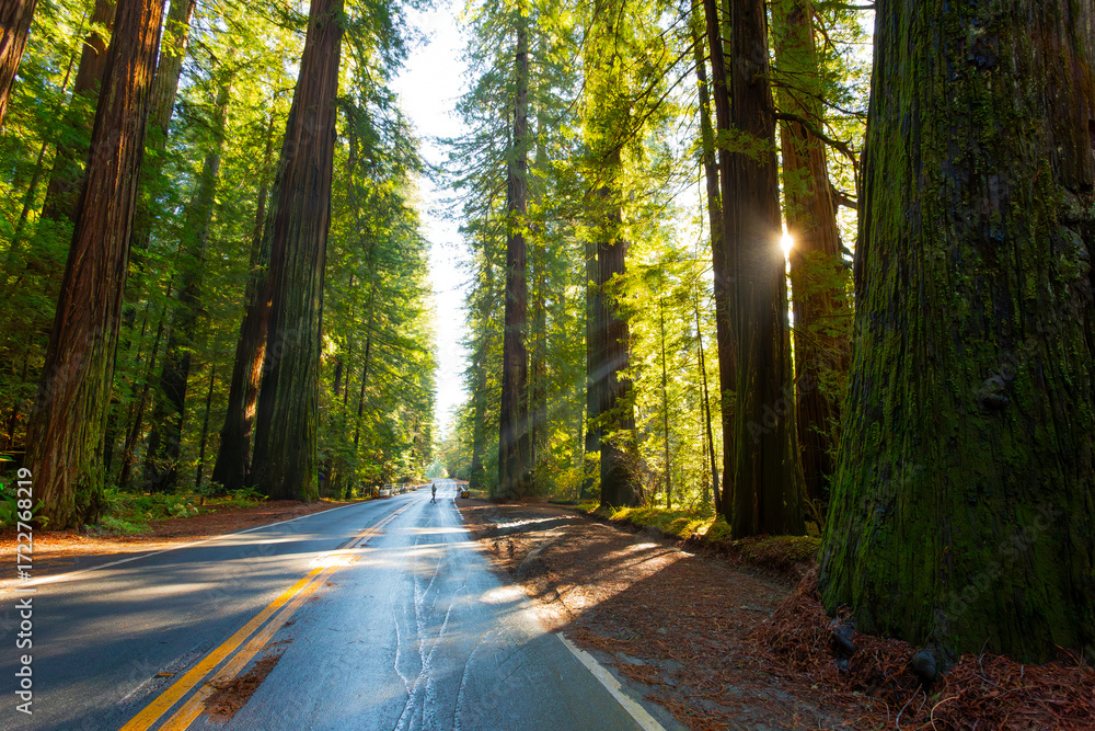 Obraz premium Light beams on the Redwood Highway, Avenue of the Giants, Redwood National and State Parks