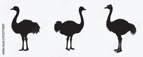 Set of flightless bird silhouettes resembling ostrich and emu, shown in standing poses, perfect for wildlife design, nature art, and logo concepts.