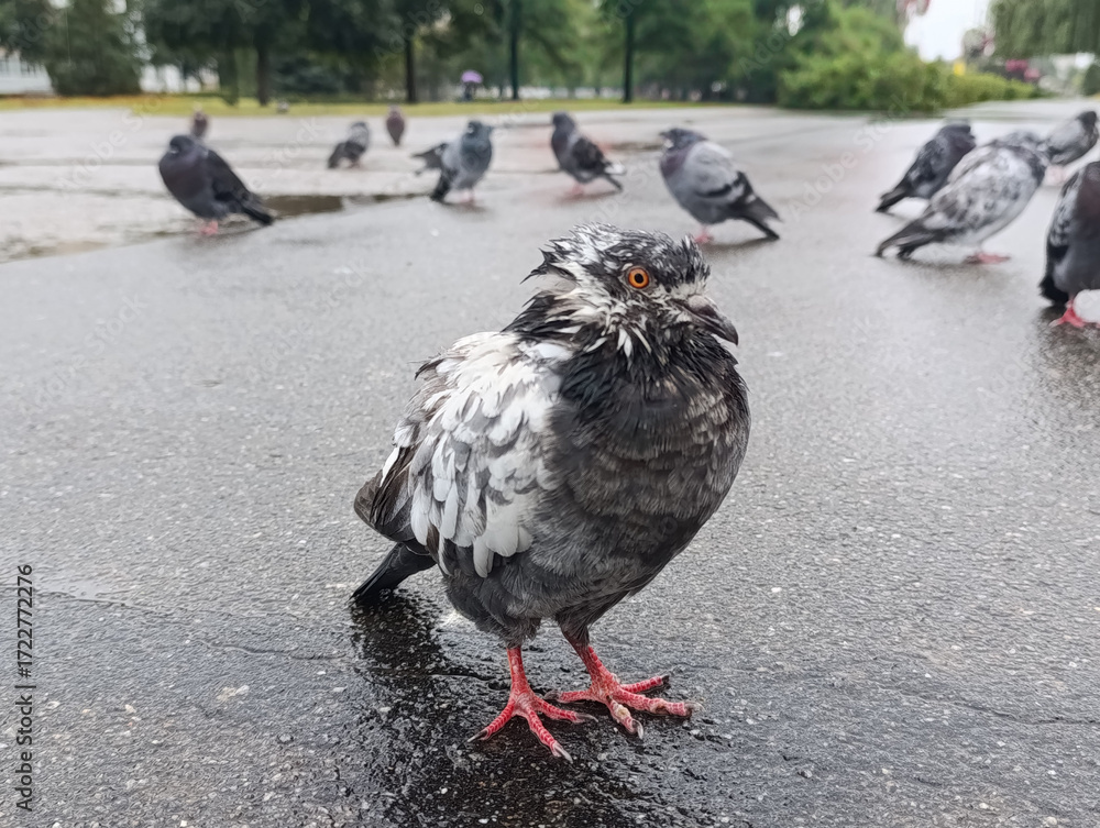 Fototapeta premium A group of pigeons standing on a wet street in the rain