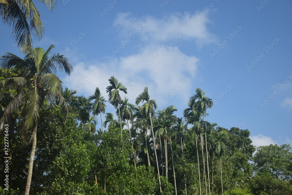 Naklejka premium Coconut and betel nut trees with green village garden, tropical plants, pond water, pumpkin vegetables, flowers, leaves, and natural rural countryside scenery.