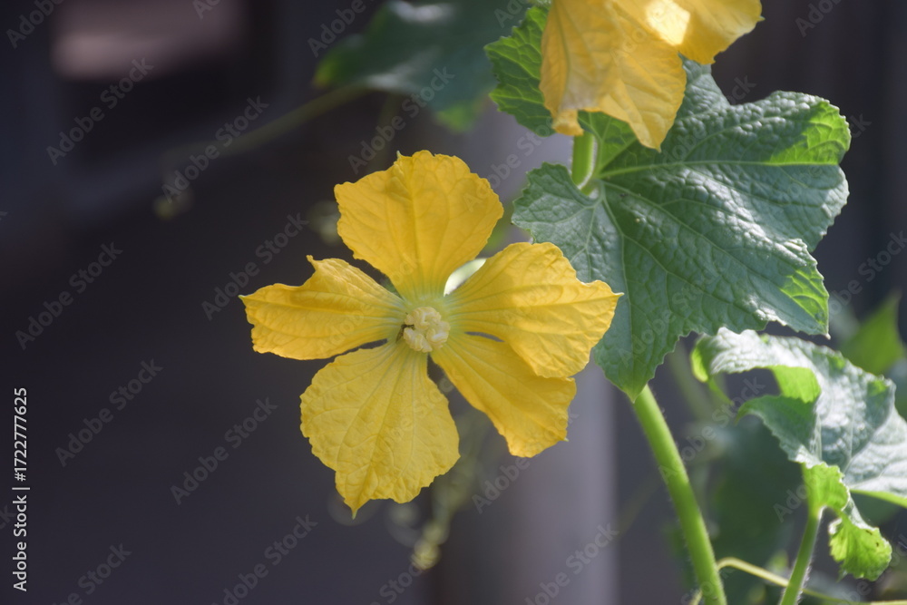 Obraz premium Coconut and betel nut trees with green village garden, tropical plants, pond water, pumpkin vegetables, flowers, leaves, and natural rural countryside scenery.