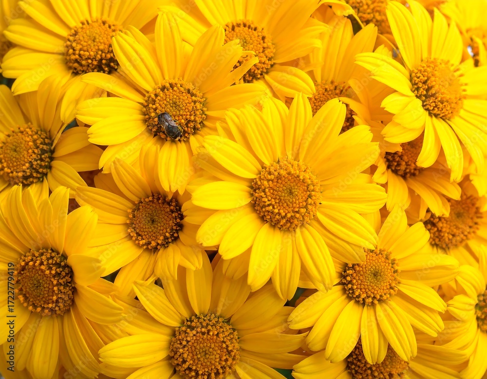 Fototapeta premium Close-up of bright yellow flowers (1)