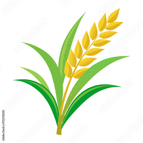 Natural golden wheat ears isolated on white background as a cereal grain vector for agriculture and harvest design.