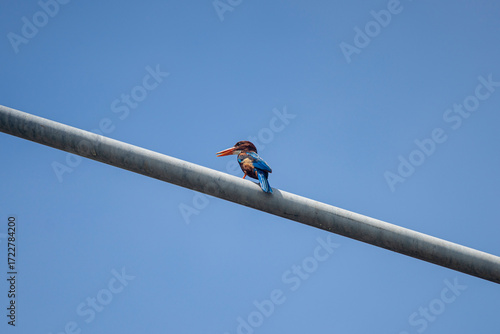 Birds are flying and perching on the power lines.