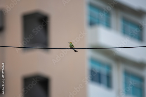 Birds are flying and perching on the power lines.