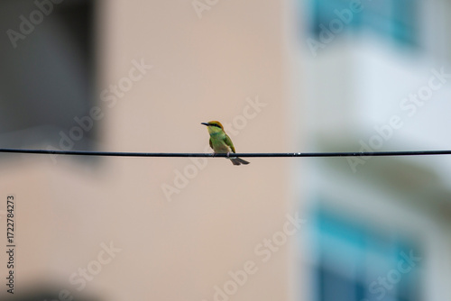 Birds are flying and perching on the power lines.