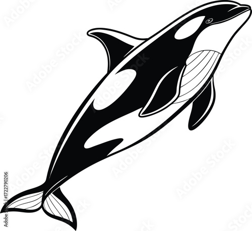 Vector art of black and white illustration of an orca whale swimming